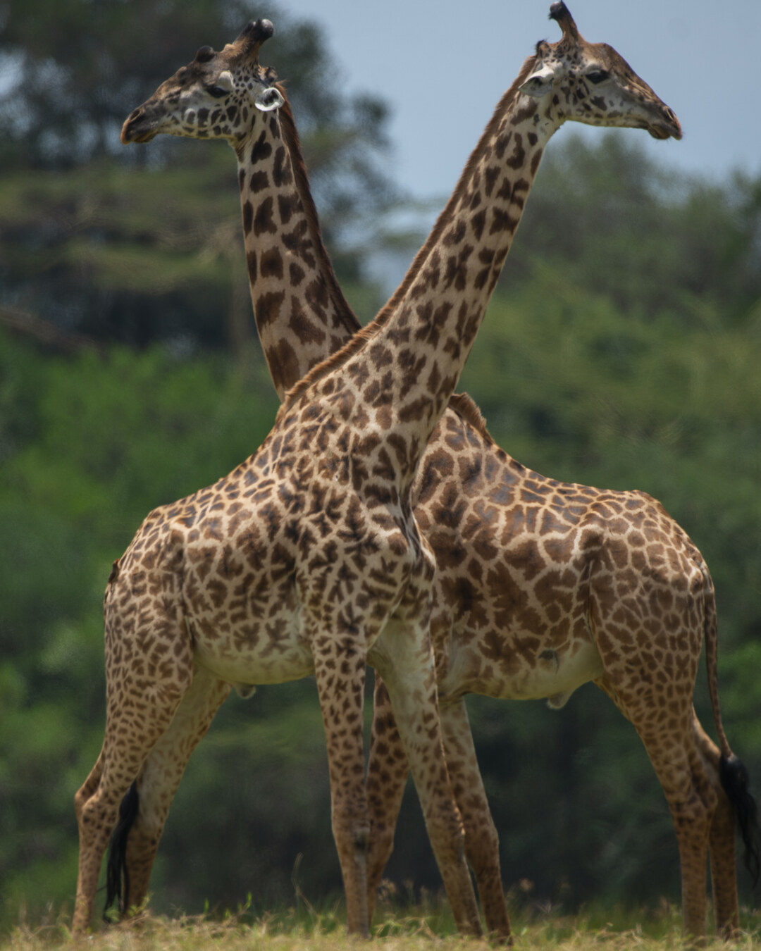 Day 6 — Serengeti Sunrise: Hot-Air Balloon, Bush Breakfast & Endless Plains