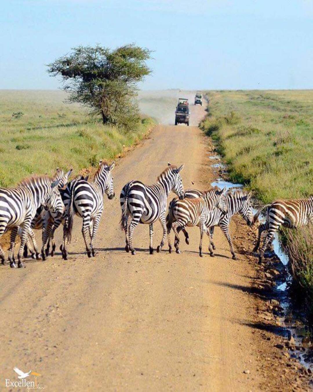 Day 5 — Ngorongoro Crater: Big-Five Density & the Advisor Sales Masterclass