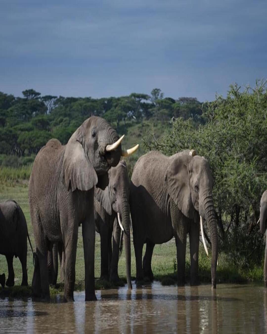 Day 3 — Tarangire: Elephants, Baobabs & Golden-Hour Sundowners