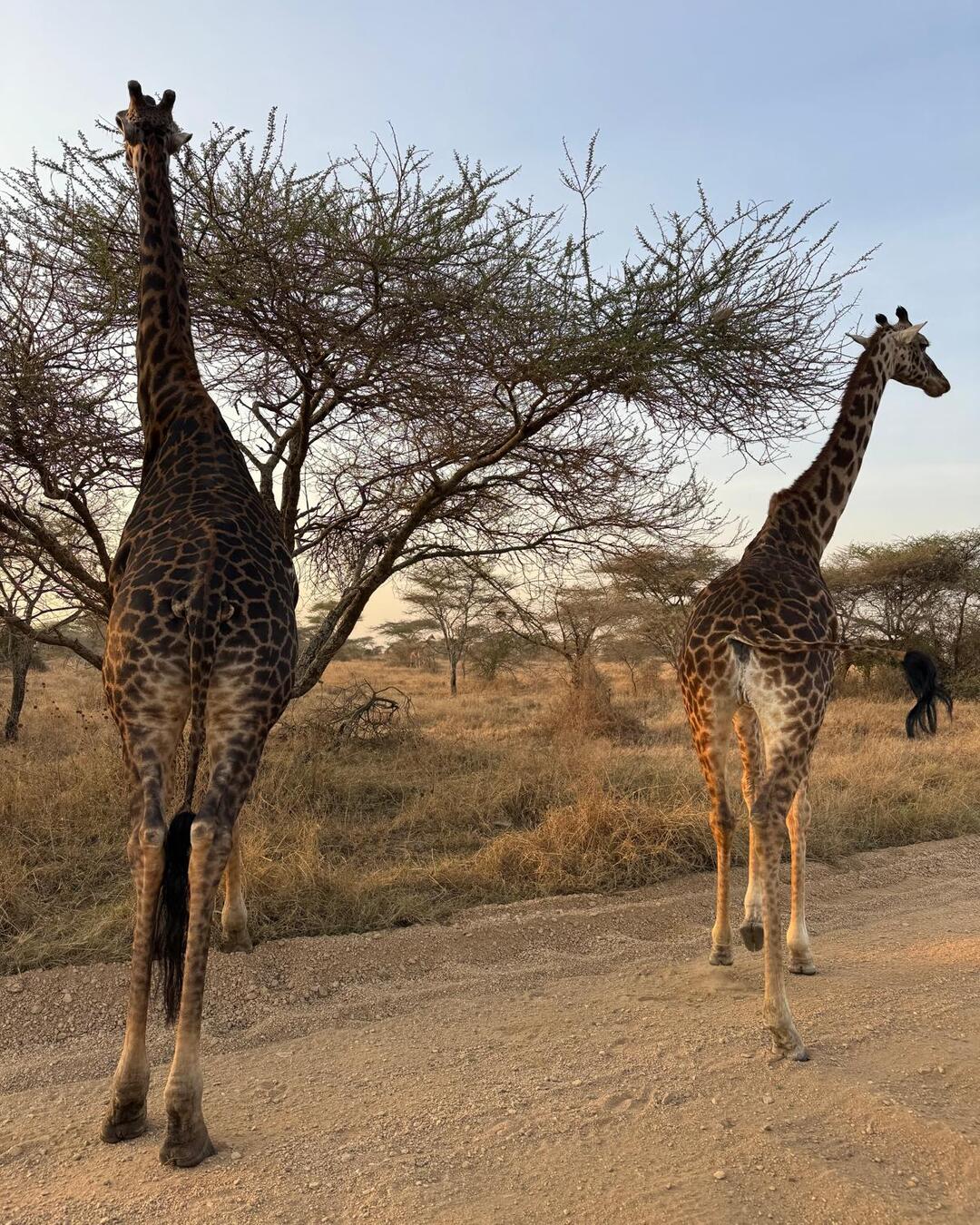 Is a Family Safari Worth the Money? A Real Look at Value