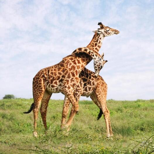 Safari Is Complicated.” That’s Why Safaris Pay (If You Sell Them Right)